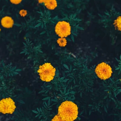 Marigold Will Make Your Skin Glow