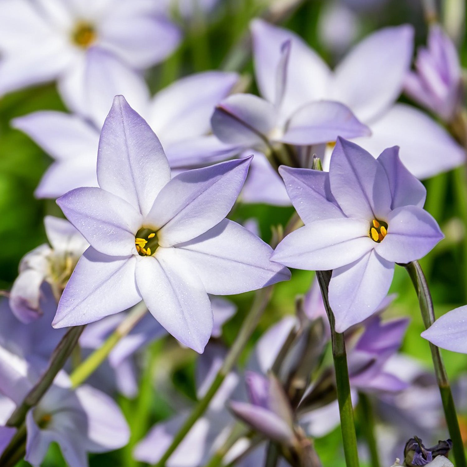 The Starflower Makes Your Skin the Star
