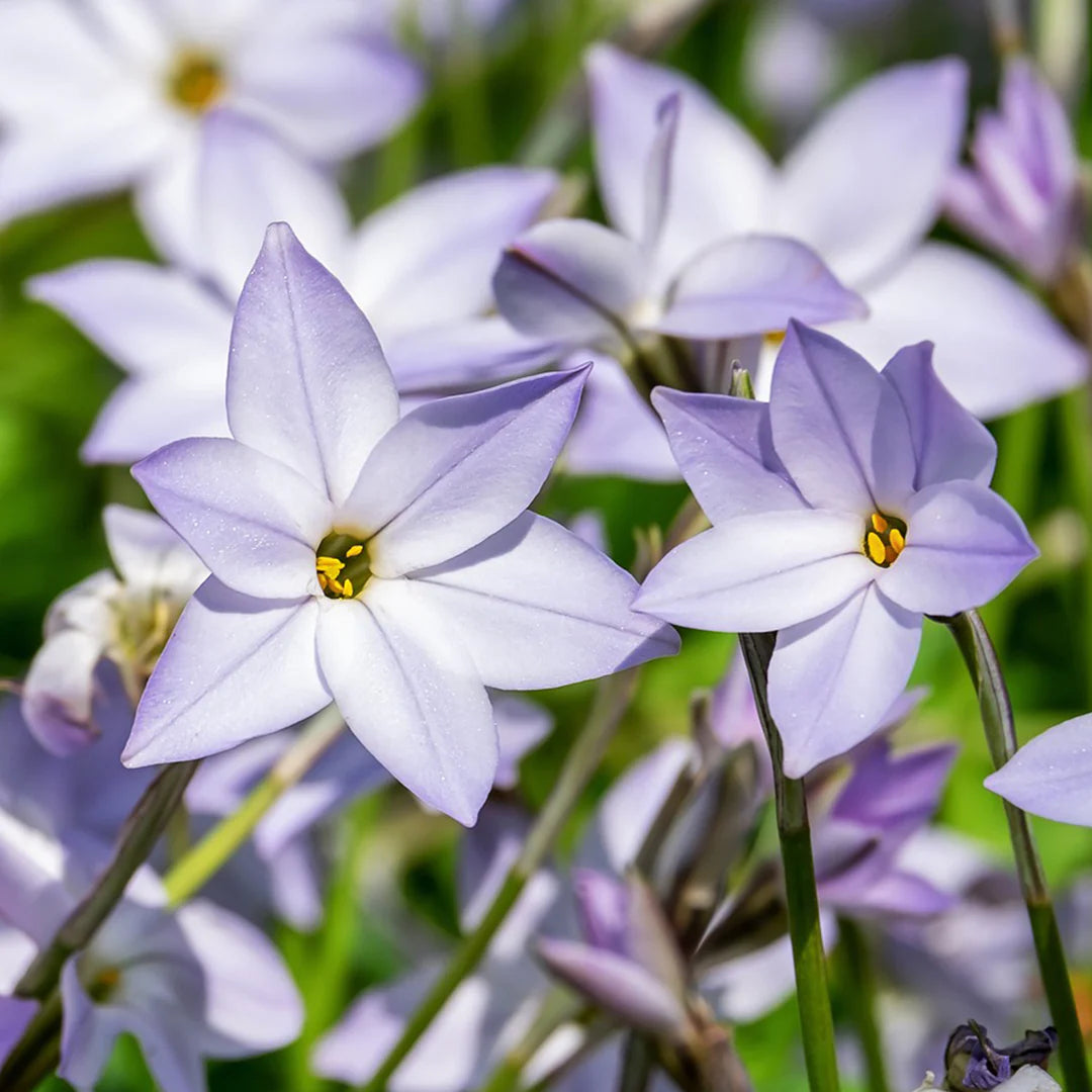The Starflower Makes Your Skin the Star