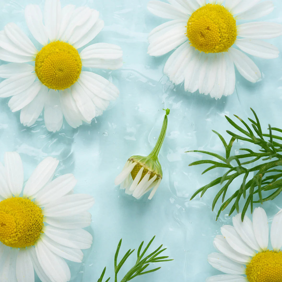 Beautiful Skin Care Benefits of Chamomile