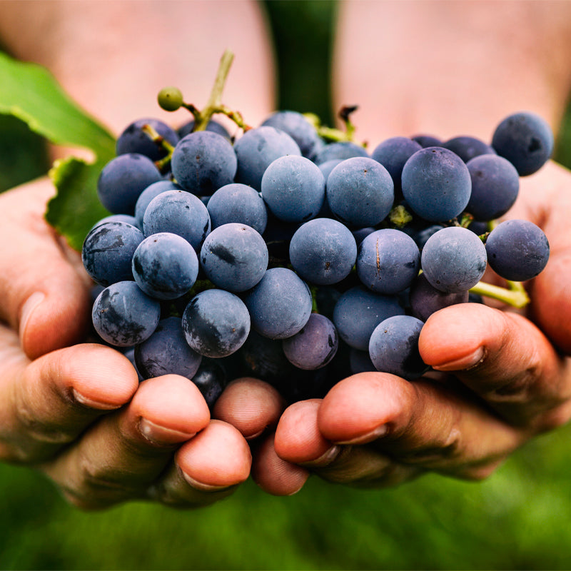 The Power of Grapes – Four Benefits for Your Skin